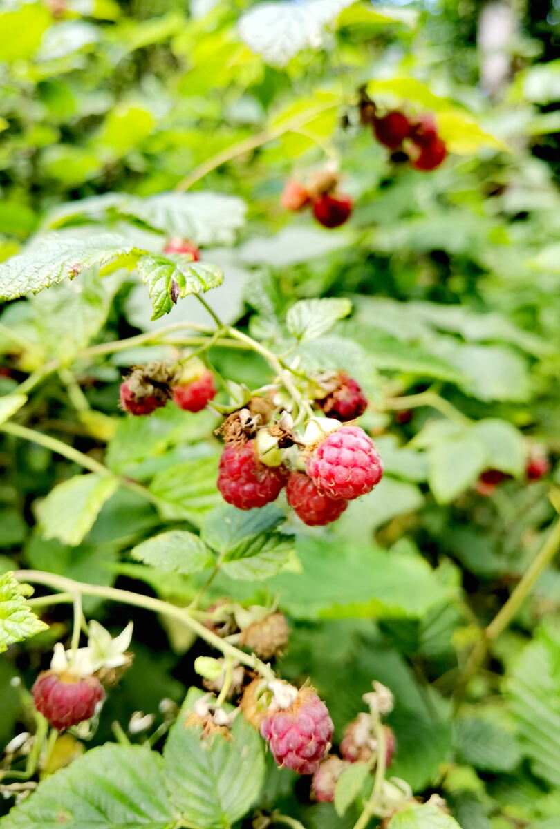 Geierlayschleife